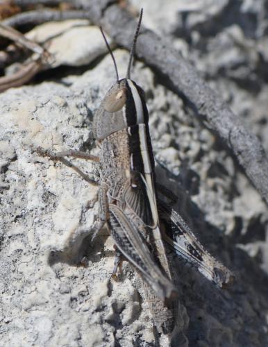 Ramburiella hispanica latipedium